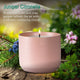Juniper Citronella